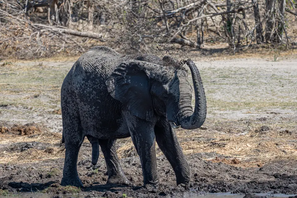 Botswana2019_1312_PA188972.jpg