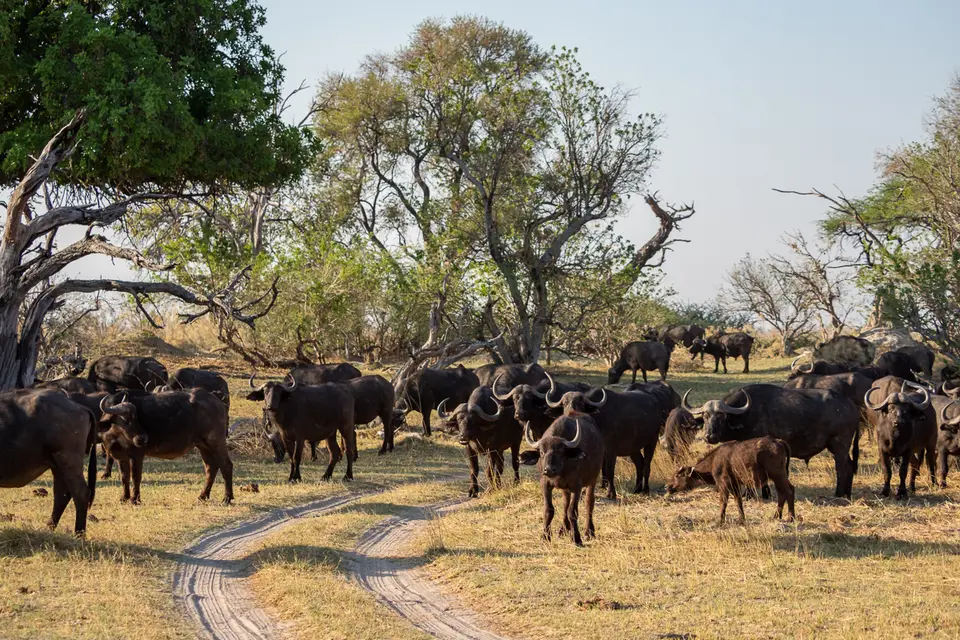 Botswana2019_1359_PB180731.jpg