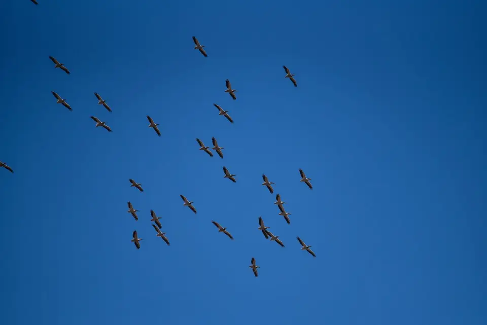 ruparachobe(33von83).jpg