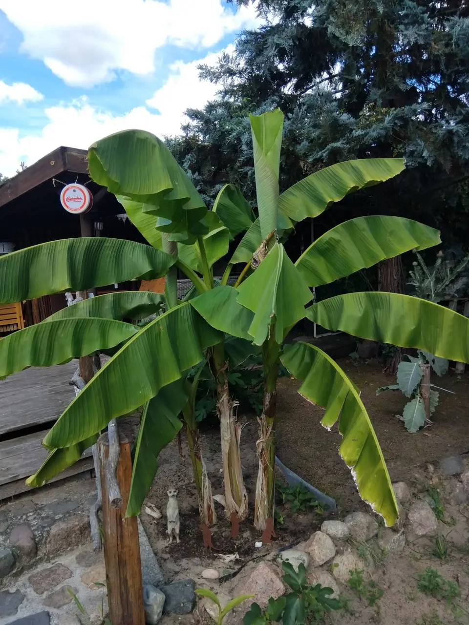banane1.jpg