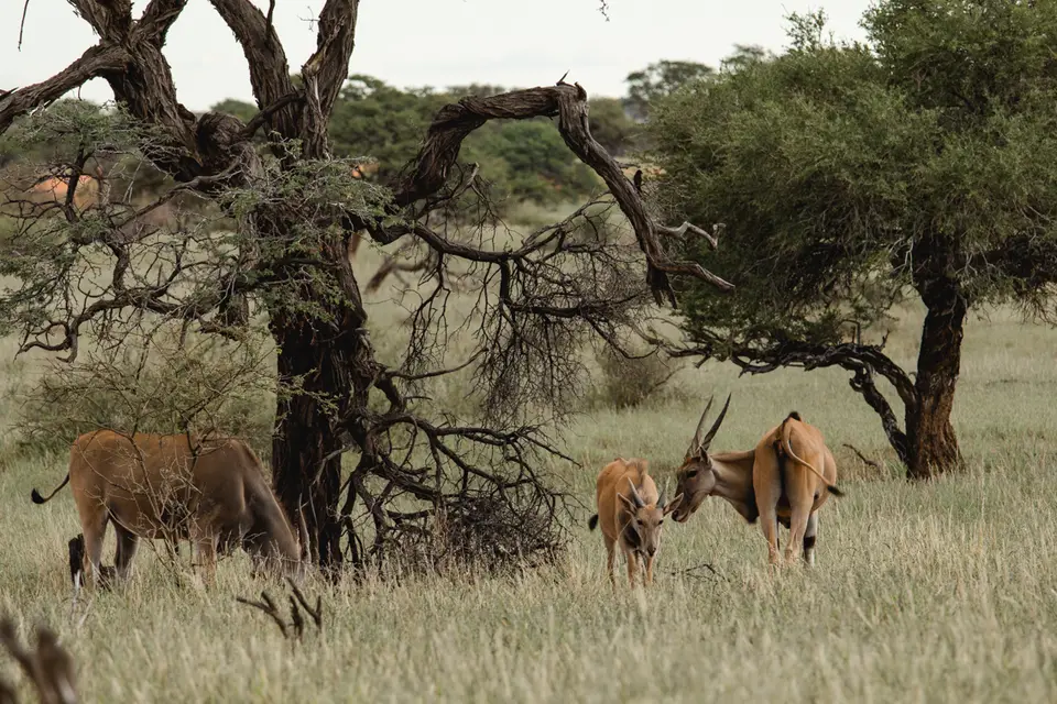 016-Namibia_2026.jpg