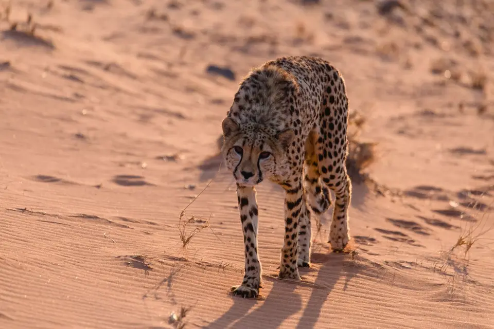 Namibia-420.jpg