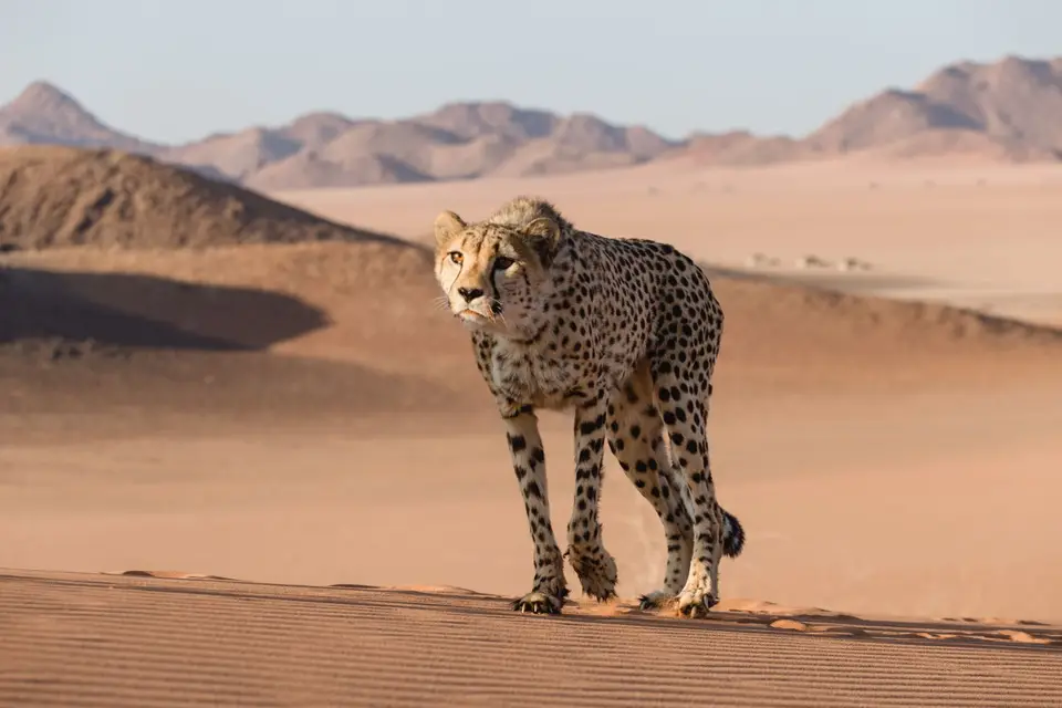 Namibia-498.jpg