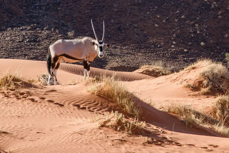 Namibia-525.jpg