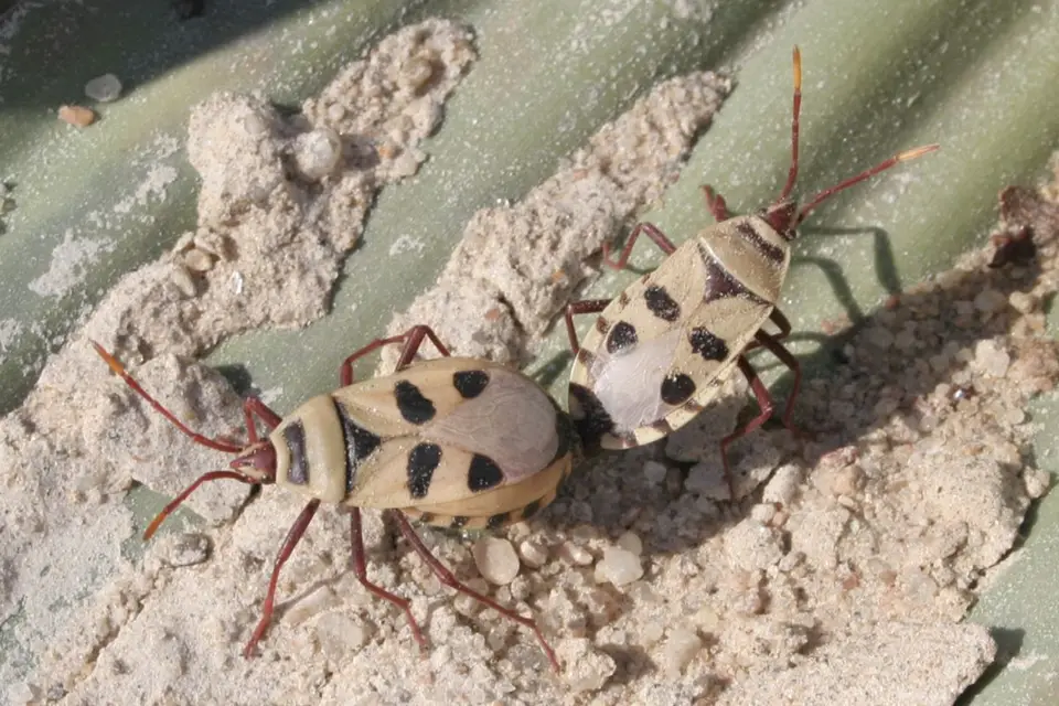 080813_Sesriem_02Welwitschia_017.JPG