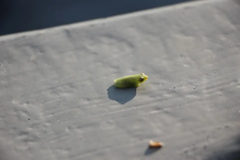130730_Mboma_0258_Frosch.JPG