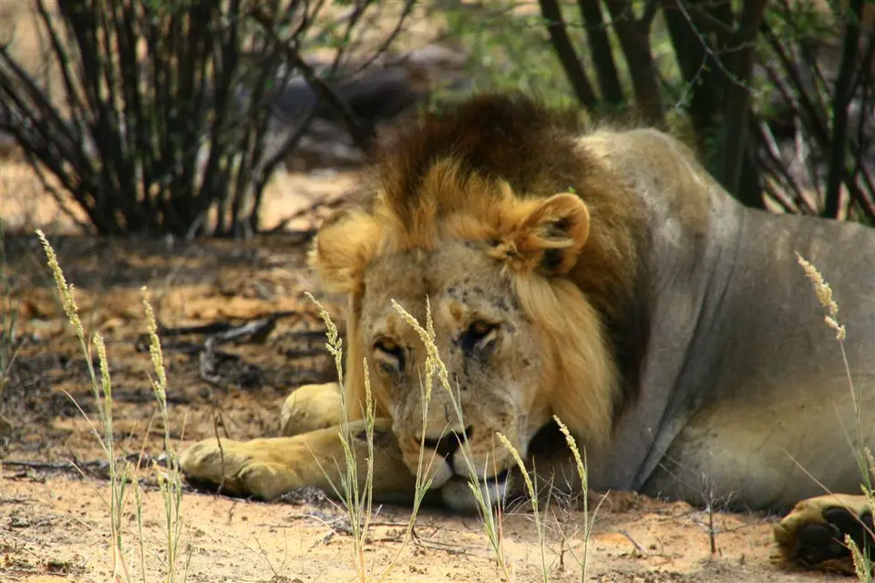 Nambotsa2011WDH-Moremi-Kalahari-Mabua-Kgalagadi393.JPG