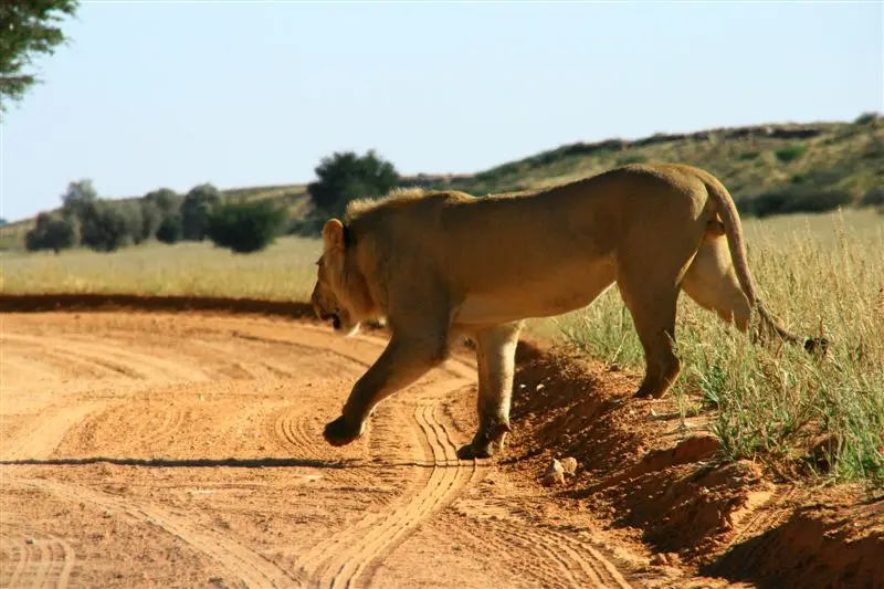 Nambotsa2011WDH-Moremi-Kalahari-Mabua-Kgalagadi590.JPG