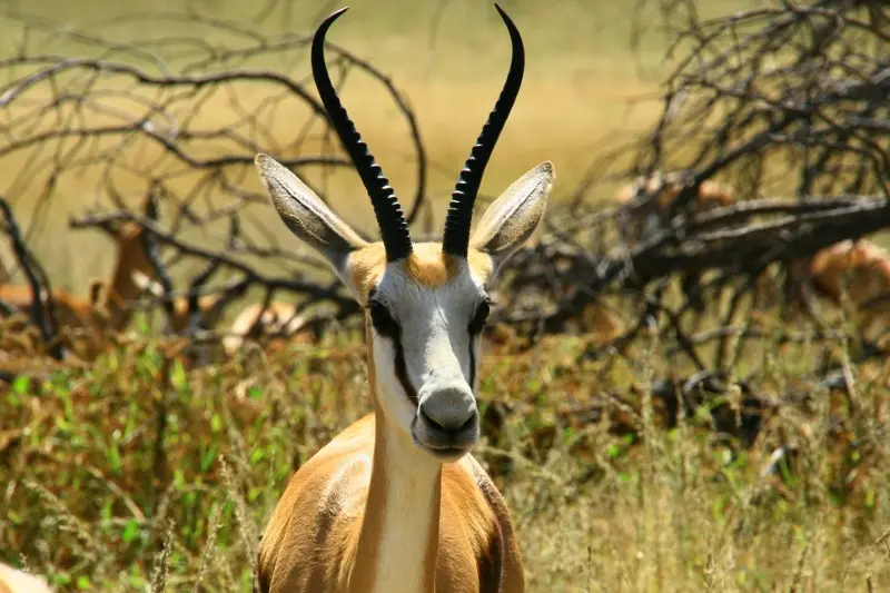 Nambotsa2011WDH-Moremi-Kalahari-Mabua-Kgalagadi608-Kopie800x533.jpg