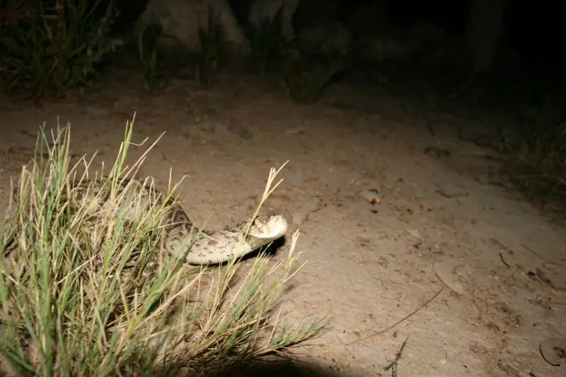 Nambotsa2011WDH-Moremi-Kalahari-Mabua-Kgalagadi656.JPG