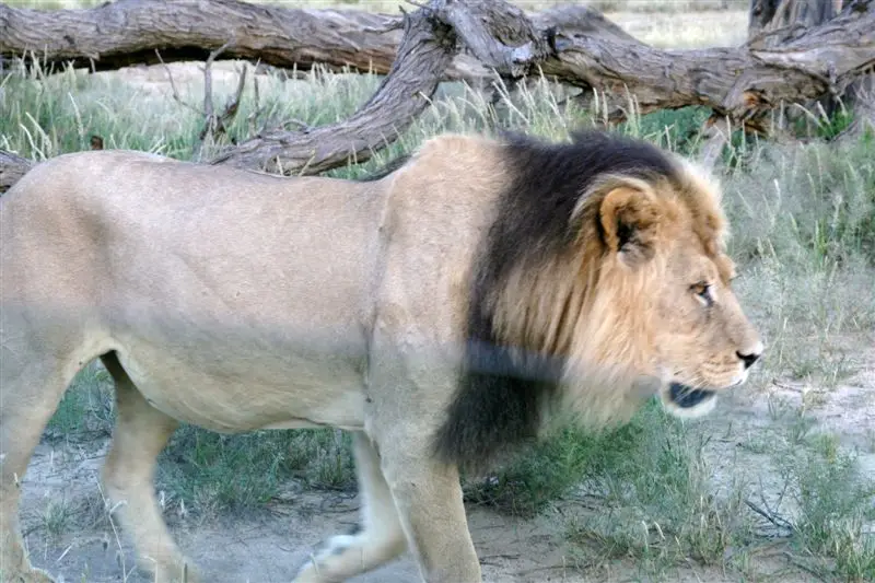 Nambotsa2011WDH-Moremi-Kalahari-Mabua-Kgalagadi668.JPG