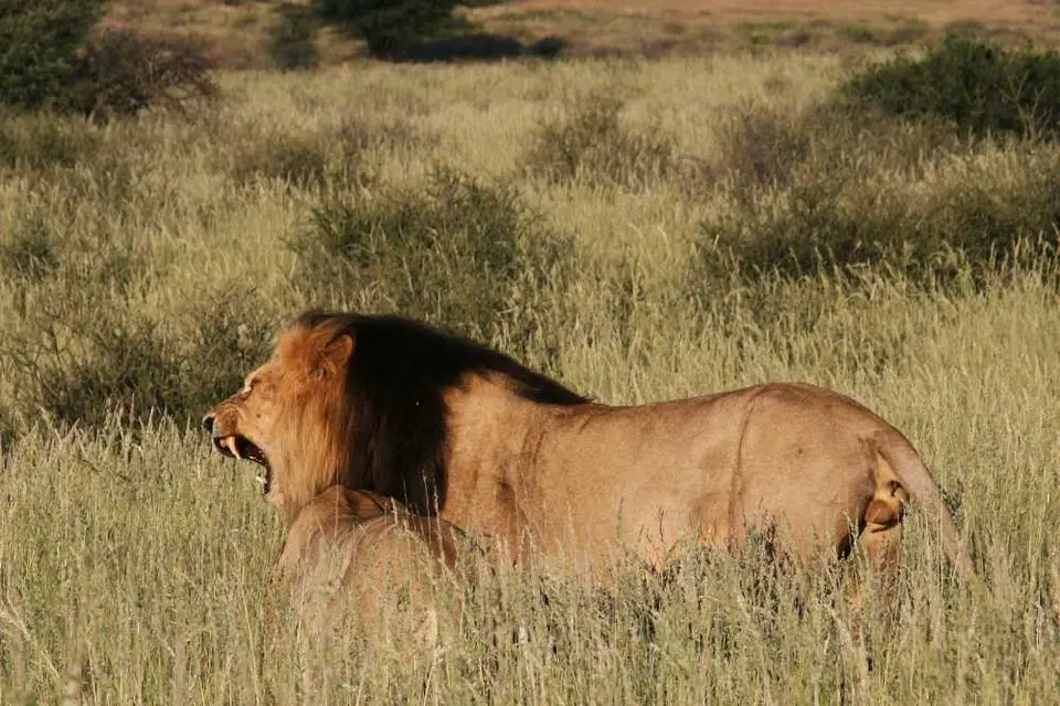 Nambotsa2011WDH-Moremi-Kalahari-Mabua-Kgalagadi710.JPG