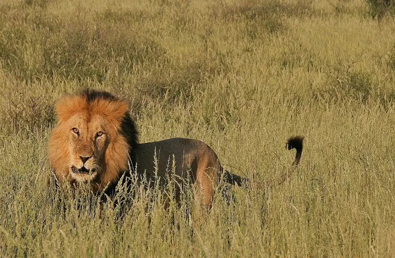 Nambotsa2011WDH-Moremi-Kalahari-Mabua-Kgalagadi7123800x522.jpg