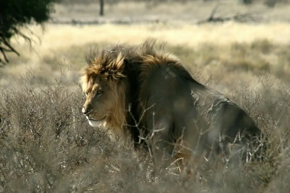 Namibia-Sdafrika-BOT-NAm2009263.jpg