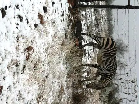 Snow_2.jpg