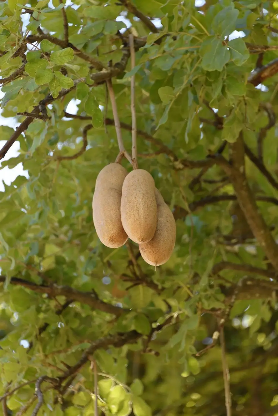 LeberwurstbaumKopie.jpg