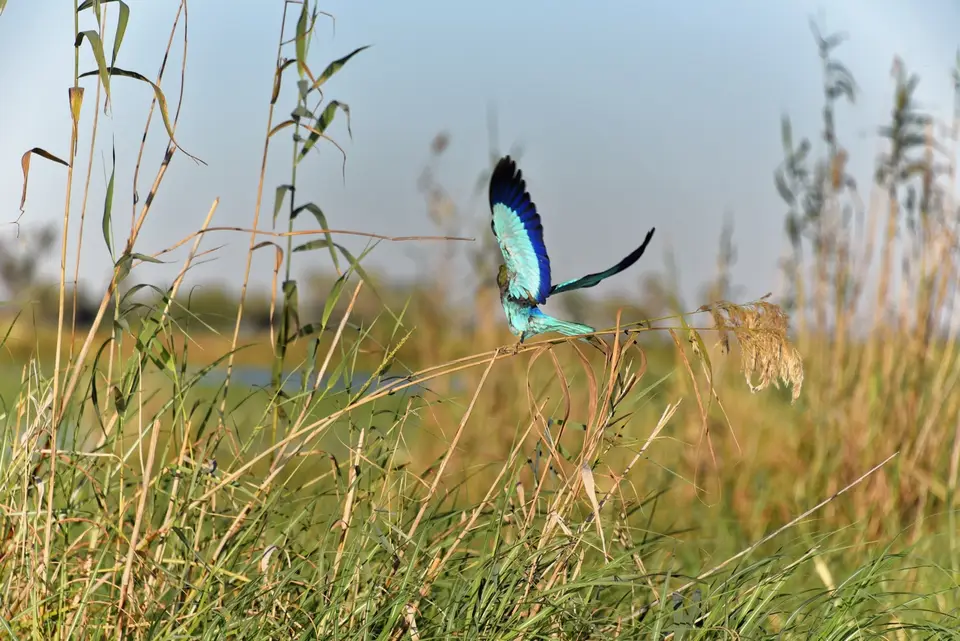MoremiVogel.jpg