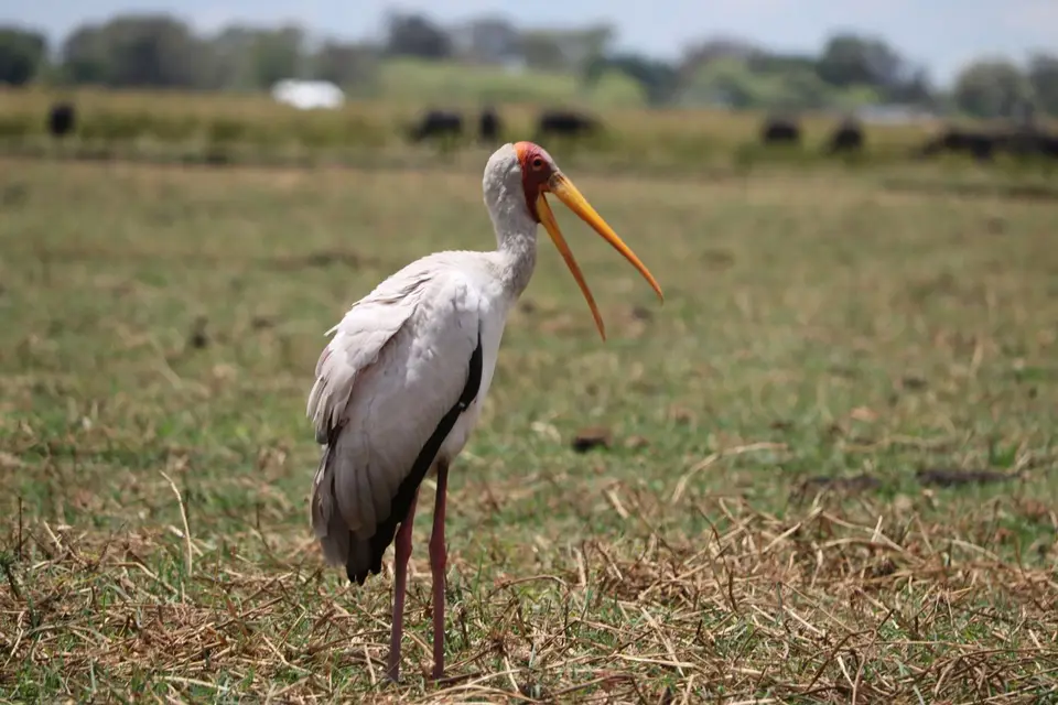 IMG_2342.JPG