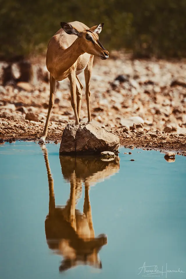namibia_2018-4505.png