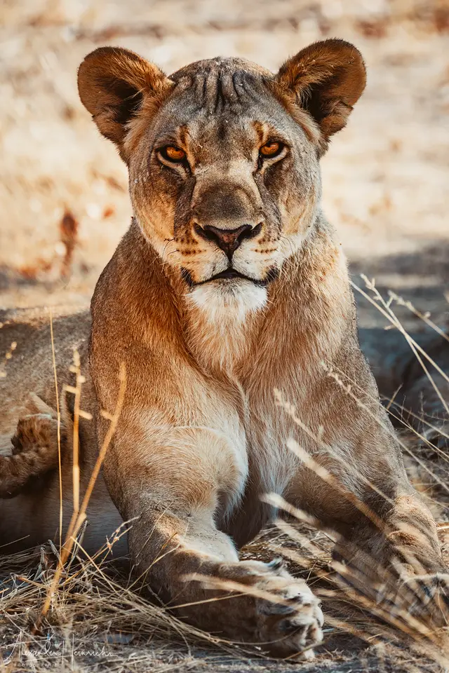 namibia_2018-4910.png