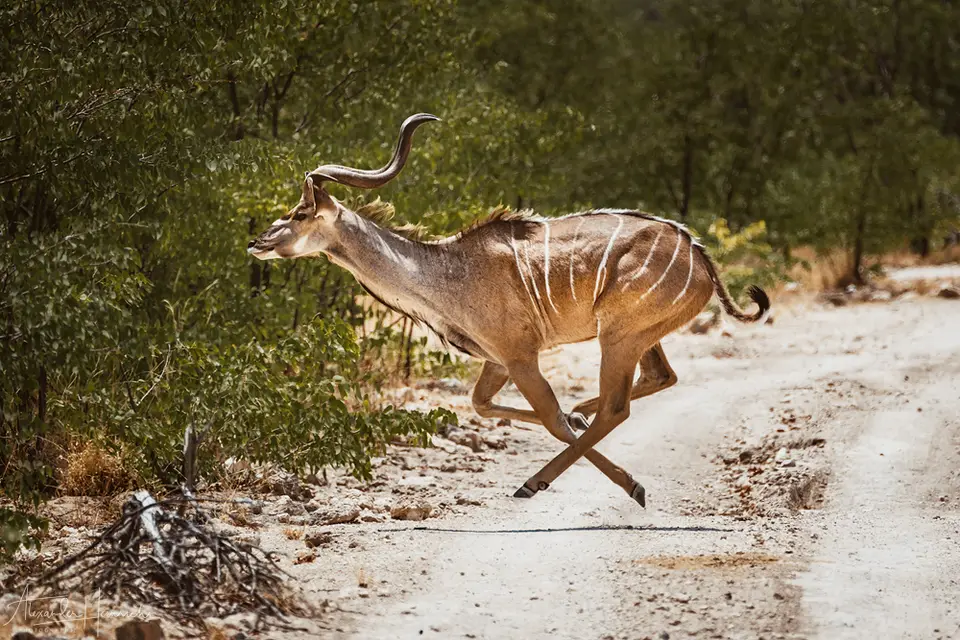 namibia_2018-5002.png