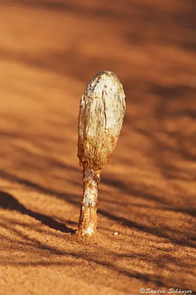 desert.jpg
