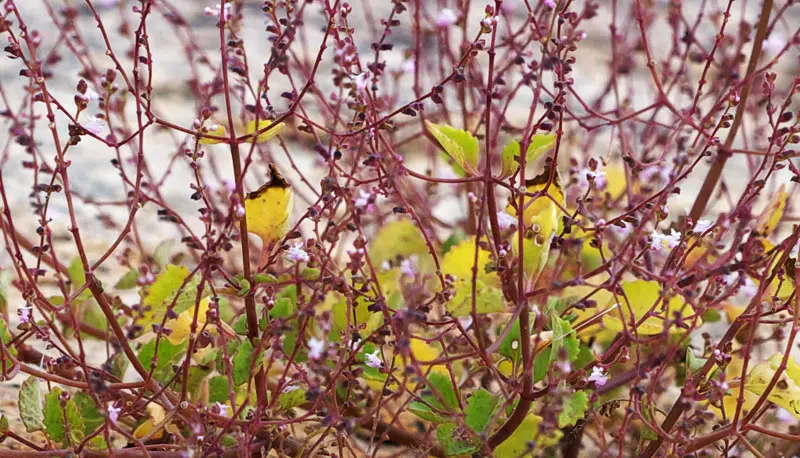 detail.jpg