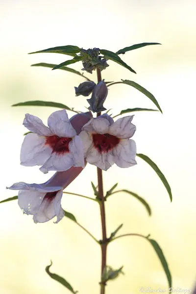 flower2.jpg