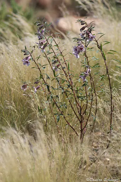 flower3.jpg