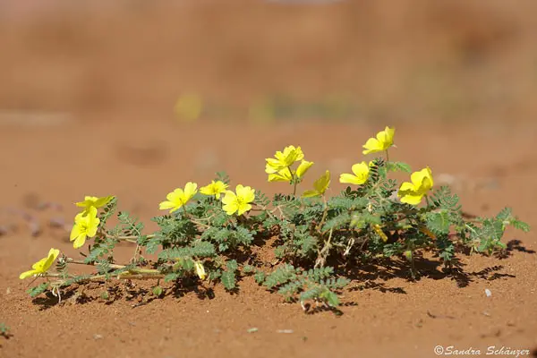 flower4.jpg