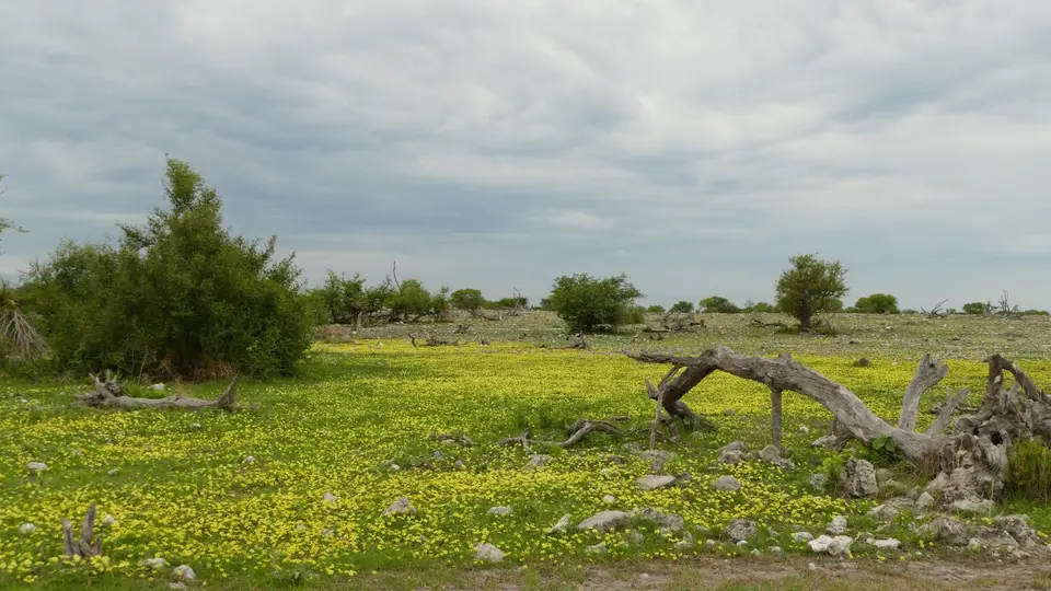 2018.02.1012.36.42Etosha(Okaukuejo-Namutoni)(Medium).JPG