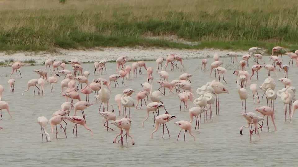 2018.02.1109.54.24Etosha(Namutoni-Okaukuevo)(Medium)-2.JPG