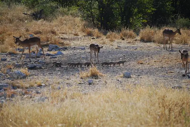 29.04.200915.43.13Etosha-MusharaLodge.JPG
