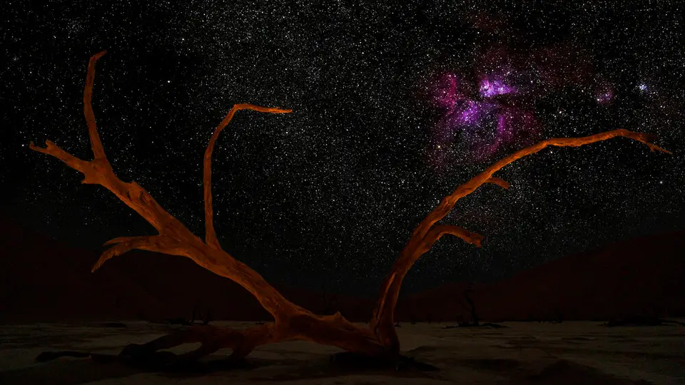 Deadvleilayingtree.jpeg