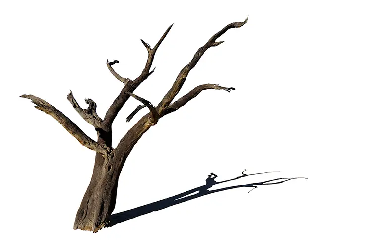 _SES1605hp_Baum_mit_Schatten.jpg