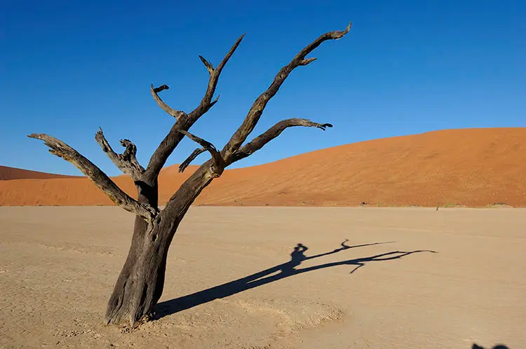 _SES1605hp_Baum_mit_Schatten.org.jpg