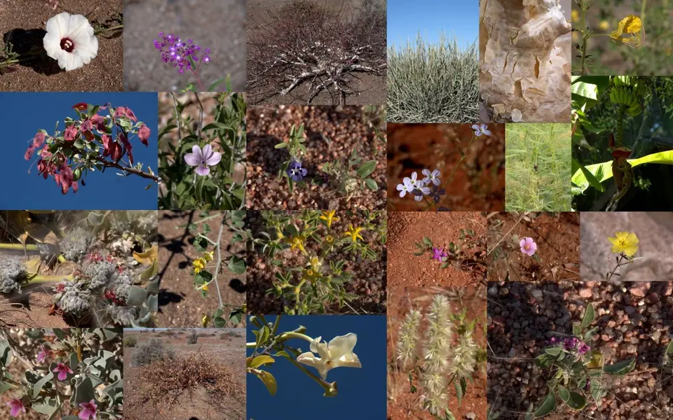 FlorcitasNamibia2018.jpg