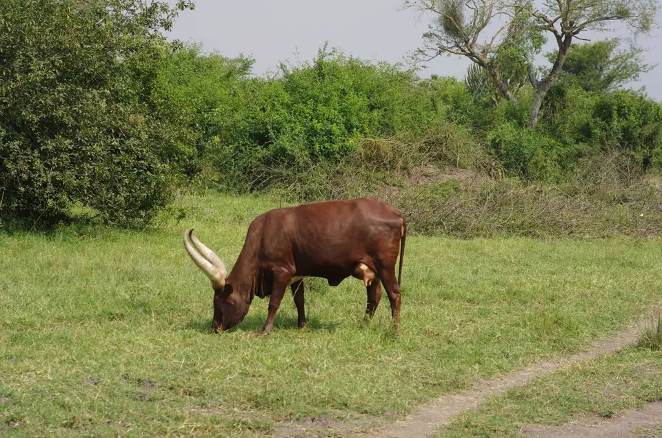 Uganda-Ruanda-008.jpg