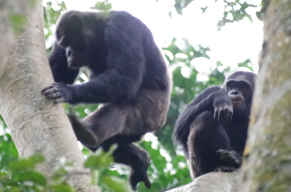Uganda-Ruanda-046.jpg