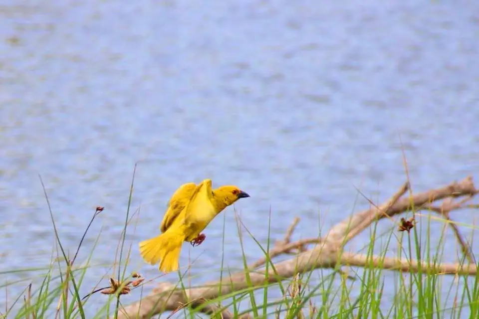 Vogel2.jpg