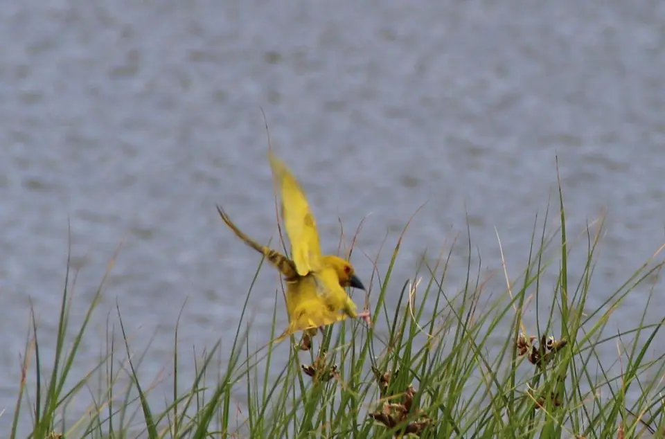 Vogel3.jpg
