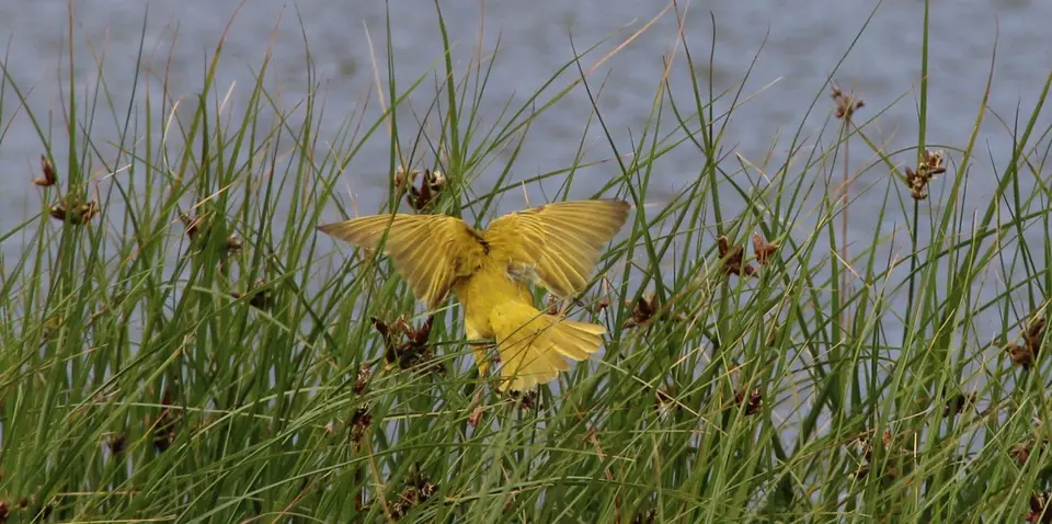 Vogel4.jpg