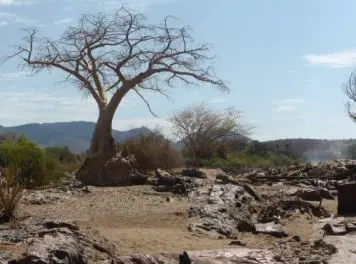 Baobab_Epupa_Falls.jpg