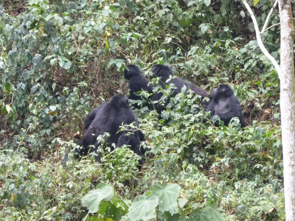 UgaRwa_2017_0419.JPG