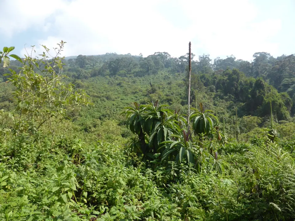 UgaRwa_2017_0509.JPG