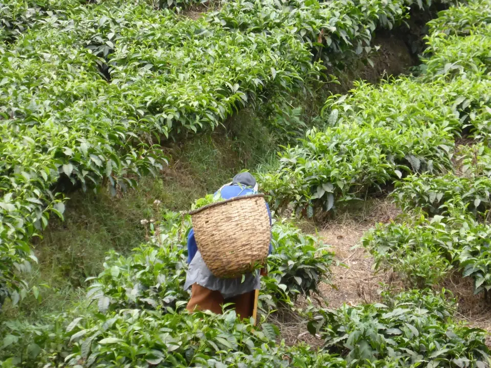 UgaRwa_2017_0801.JPG