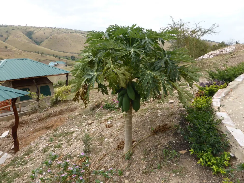 UgaRwa_2017_0860.JPG