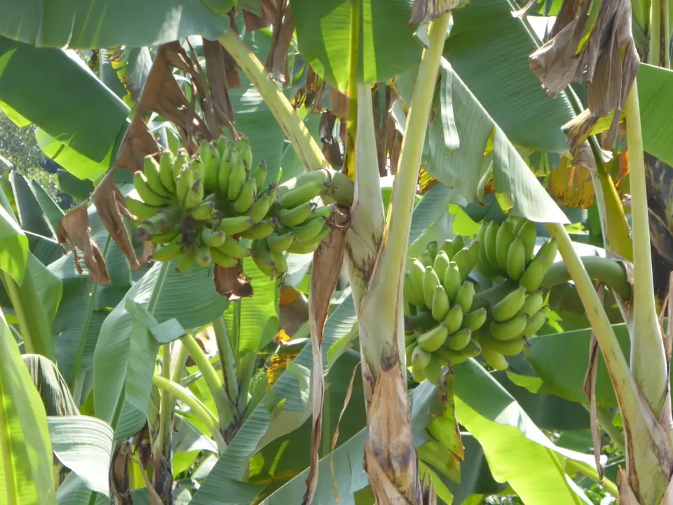 UgaRwa_2017_0870.JPG