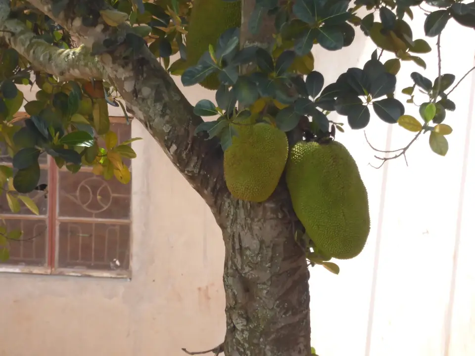 UgaRwa_2017_0882.JPG