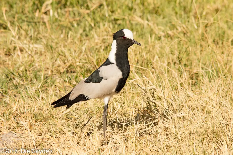 EOS60D_2016_05_15_2690.jpg